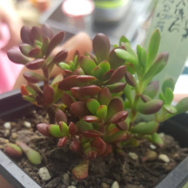 Plant image Crassula Radicans