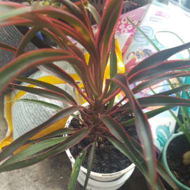 Dracaena