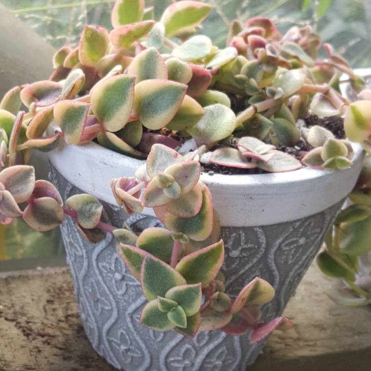 Plant image Crassula 'Isabella'