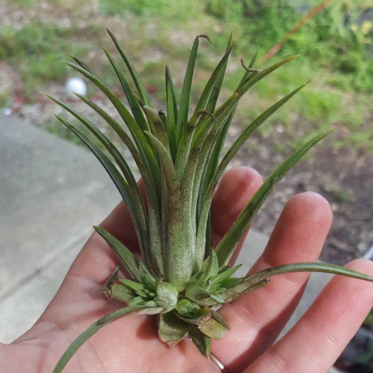 Plant image Tillandsia stricta