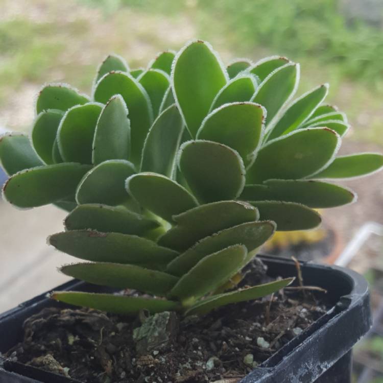 Plant image Crassula Ciliata