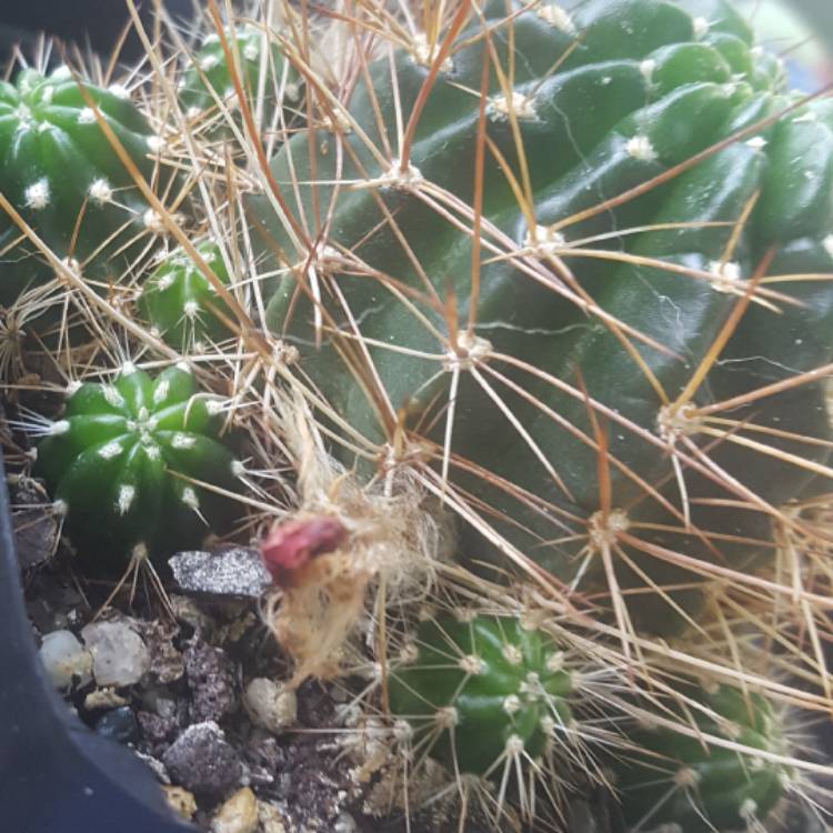 Plant image Echinopsis tiegeliana syn. Lobivia tiegeliana var. peclardiana