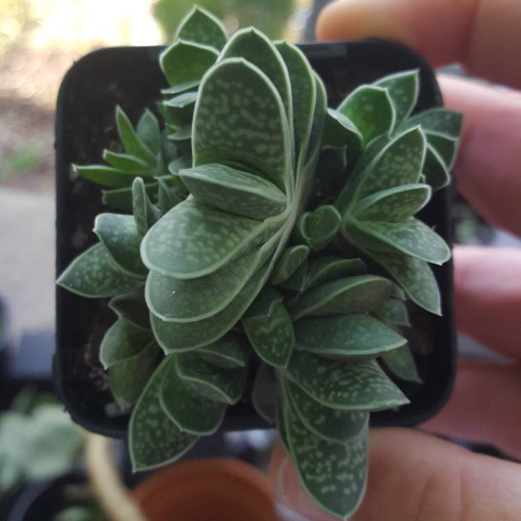 Plant image Gasteria bicolor var. 'Liliputana'