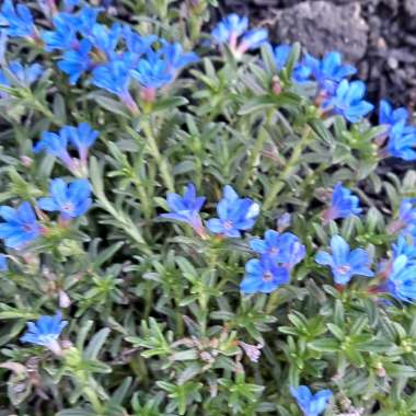 Lithodora 'Heavenly Blue'