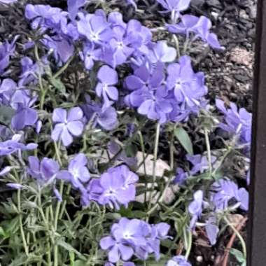 Phlox 'Blue Moon'