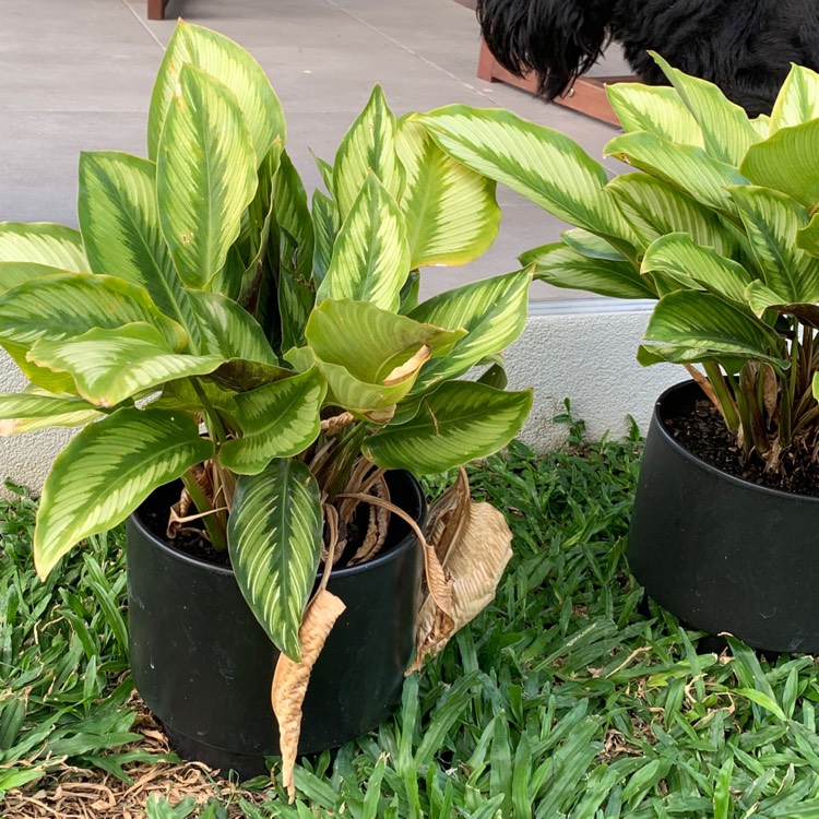 Plant image Dieffenbachia Maculata 'Tropical Tiki'