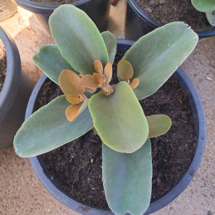 Plant image Kalanchoe Copper Spoons