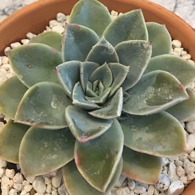 Plant image xGraptoveria Harry Watson