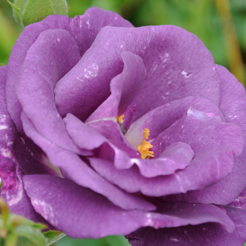 Plant image Rosa 'Frantasia' syn. Rosa 'Rhapsody in Blue'