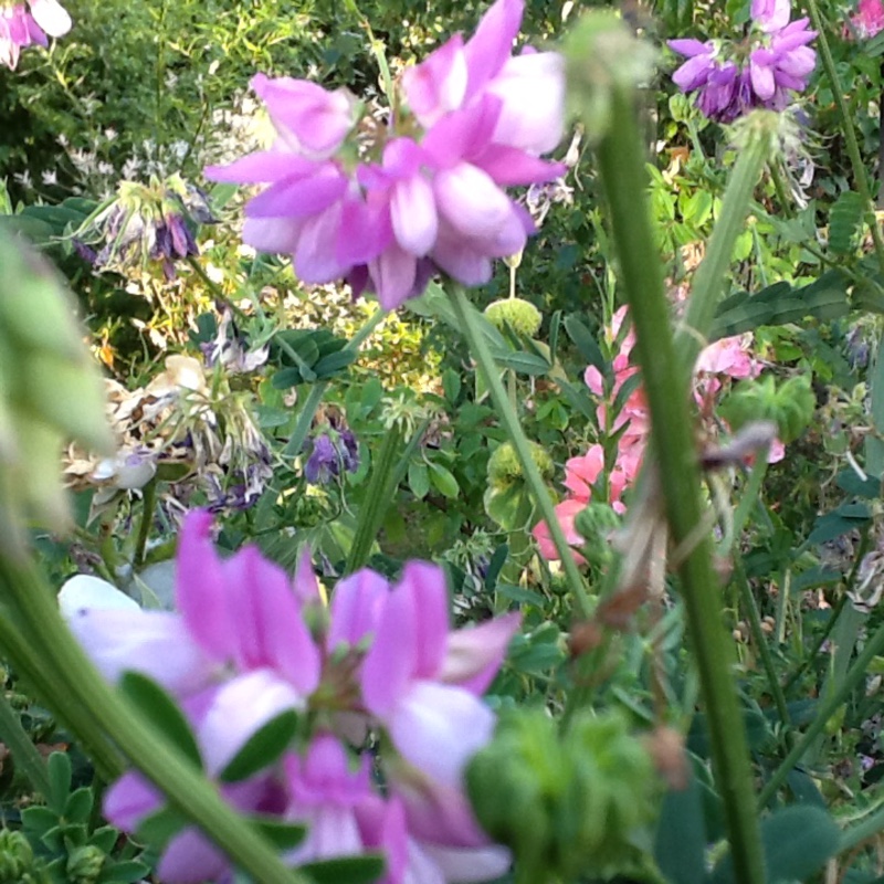 Securigera varia syn. Coronilla varia