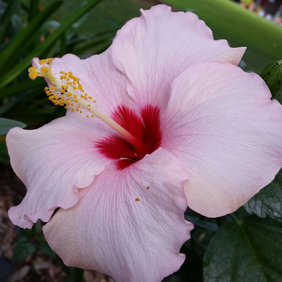 Hibiscus