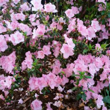 Rhododendron 'Cecile'