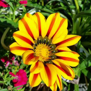 Gazania rigens Big Kiss 'Yellow Flame'