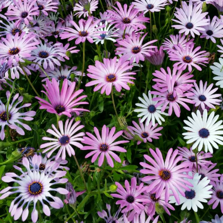 Plant image Osteospermum Ecklonis 'Akila White Purple Eye'