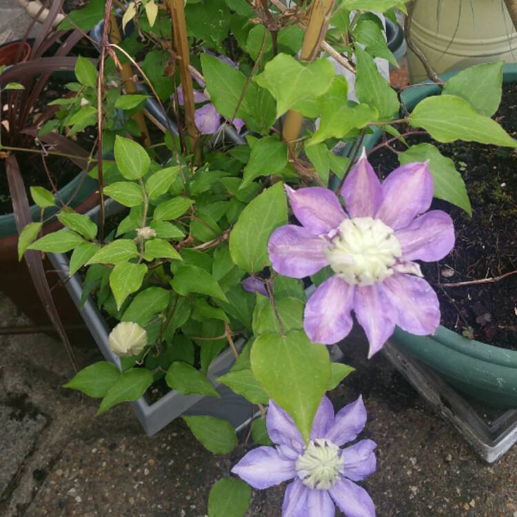 Plant image Clematis 'Jean Paul ii'