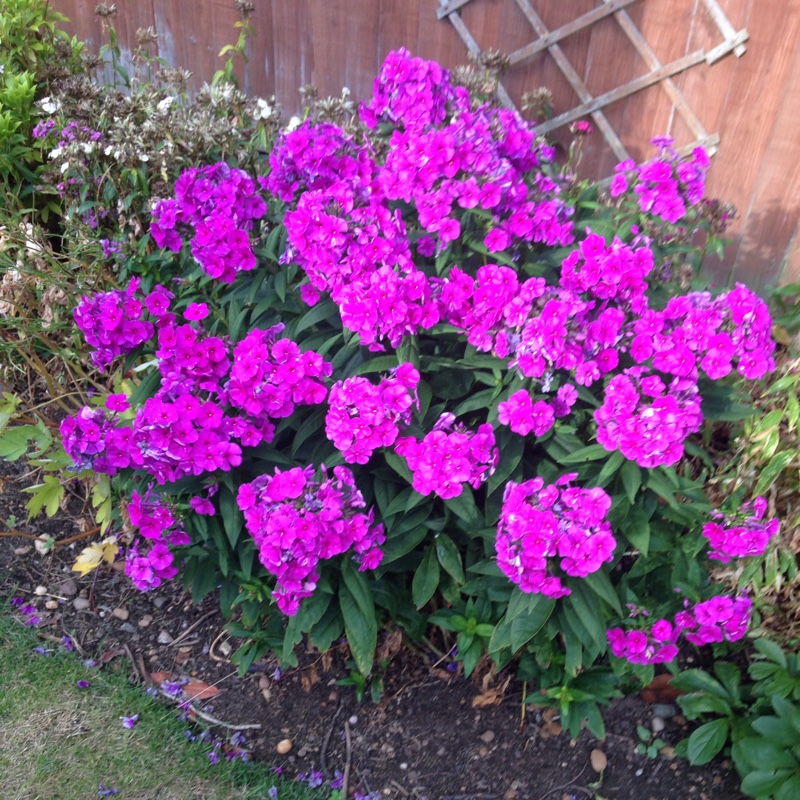 Meadow phlox