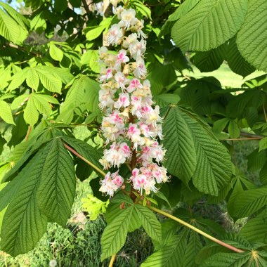 Horse Chestnut