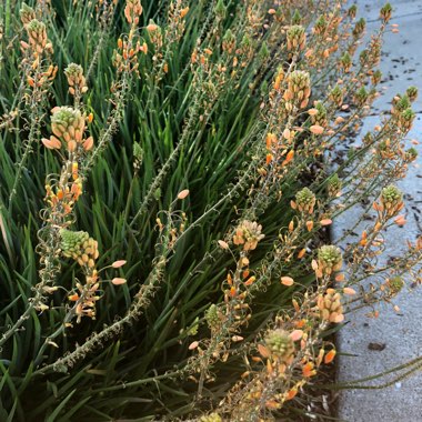 Bulbine frutescens