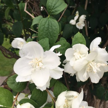 Mock orange 'Belle Etoile'