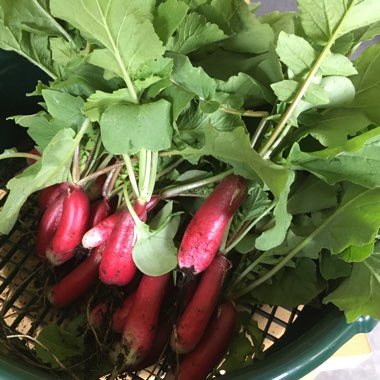 Radish 'French Breakfast'