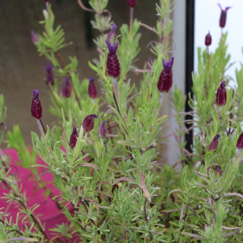 Lavender (Species) Lavender stoechas