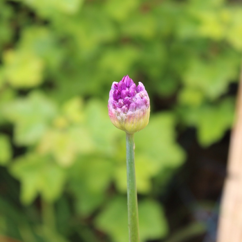 Allium