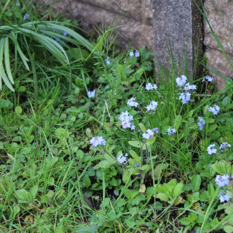 Water Forget-Me-Not