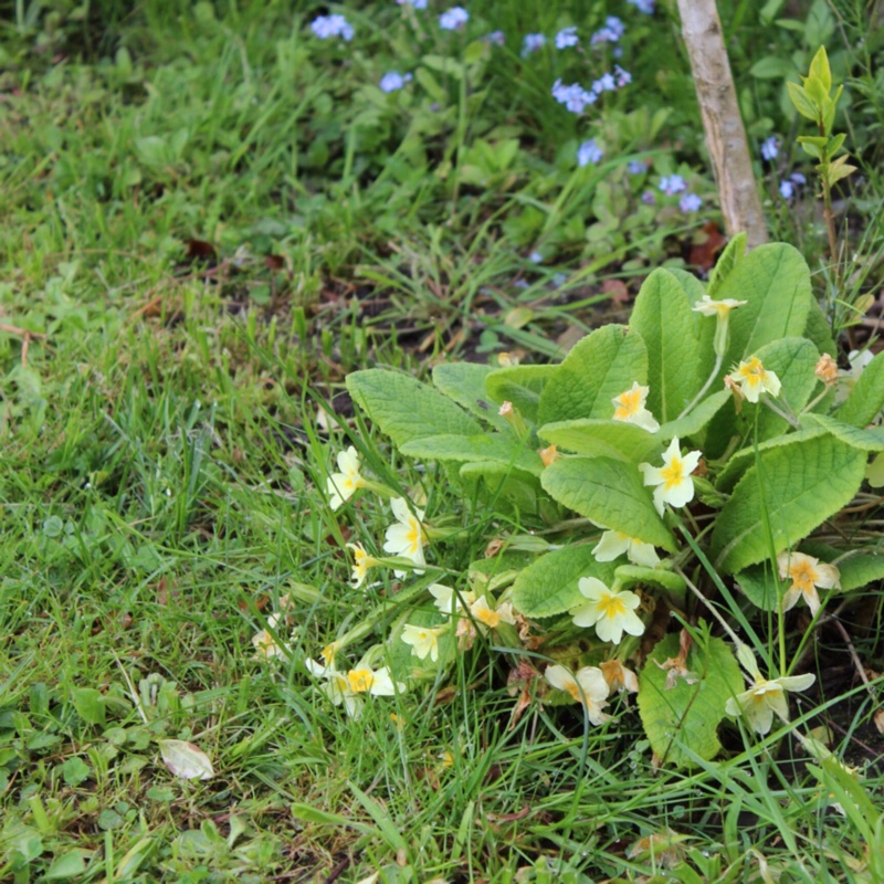 Native Primrose