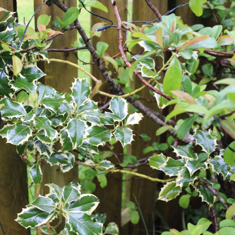 Common Holly 'Golden van Tol'