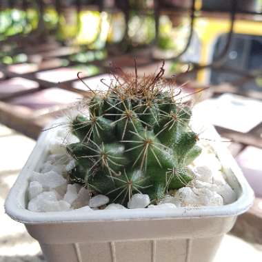 Mammillaria beneckei