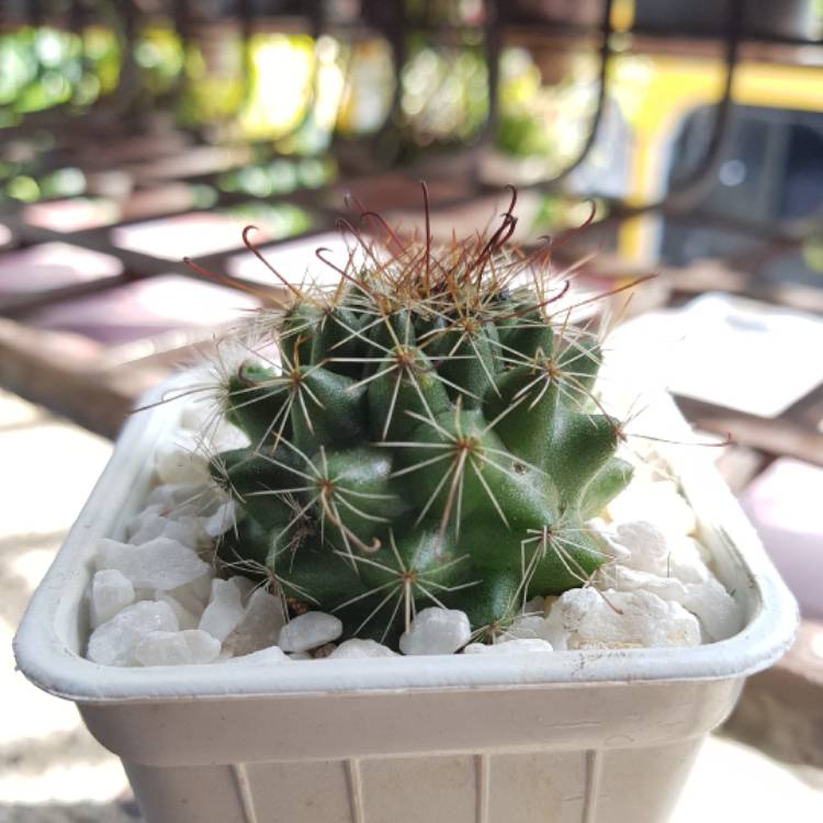 Plant image Mammillaria beneckei