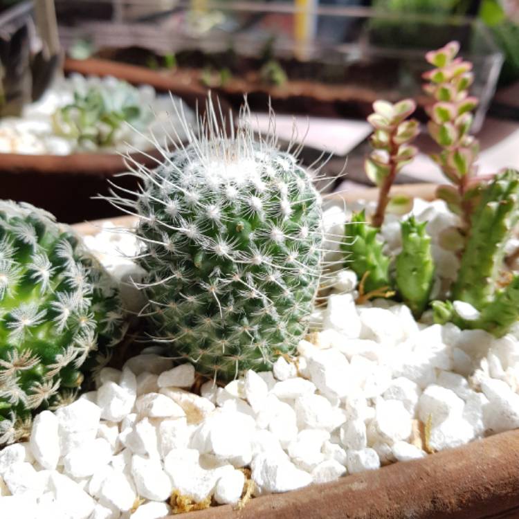 Plant image Mammillaria geminispina