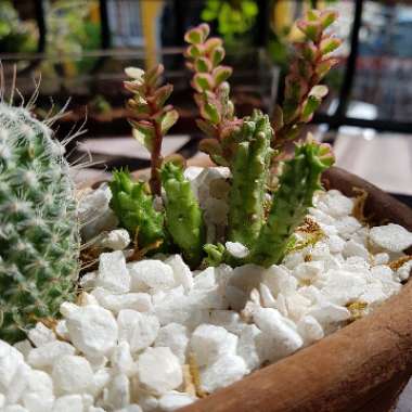 Huernia 'Schneideriana'