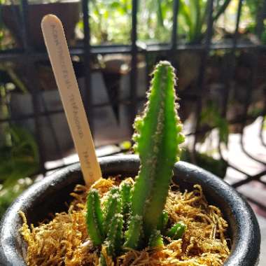 Cereus tetragonus 'Fairy Castles'