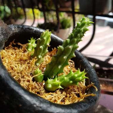 Huernia 'Schneideriana'