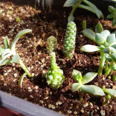 Thimble Cactus 'Fragilis'