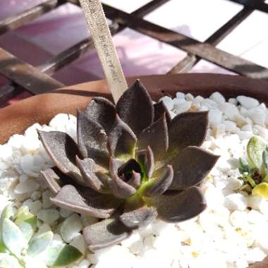 Echeveria 'Black Prince'