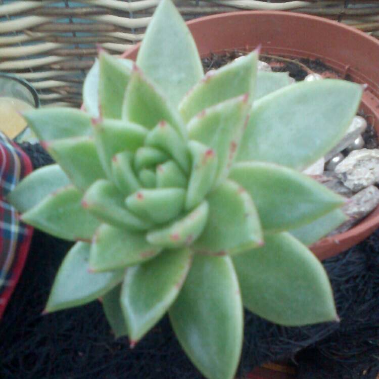 Plant image Echeveria Agavoides Corderoyi