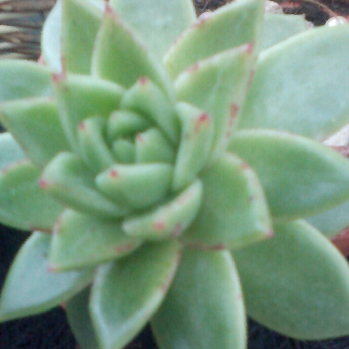 Plant image Echeveria Agavoides Corderoyi