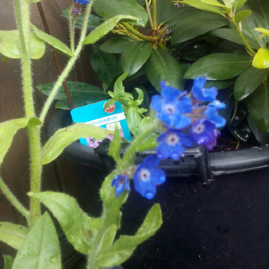 Plant image Anchusa azurea 'Loddon Royalist'