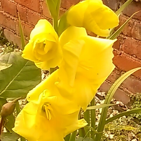 Plant image Gladiolus 'Yellow Star'