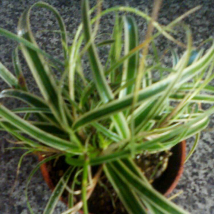 Plant image Carex oshimensis 'Evergold'