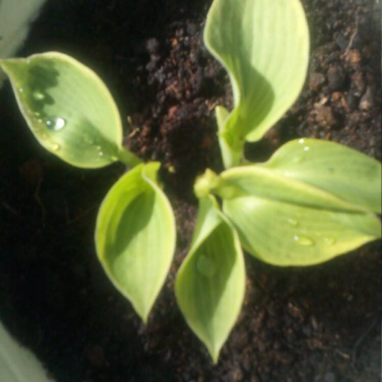 Plant image Hosta 'Devon Green'