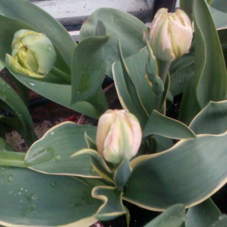 Plant image Tulipa 'Evita'