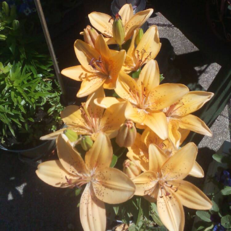 Plant image Lilium 'Apricot Joy'