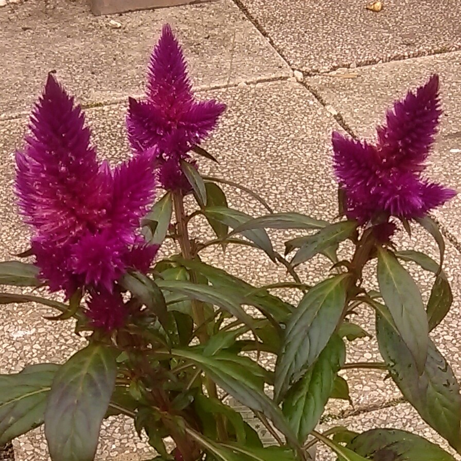 Plant image Celosia argentea 'Venezuela'