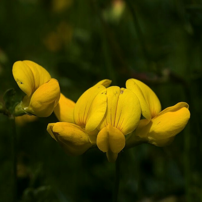 Plant image Cytisus 'Luna'