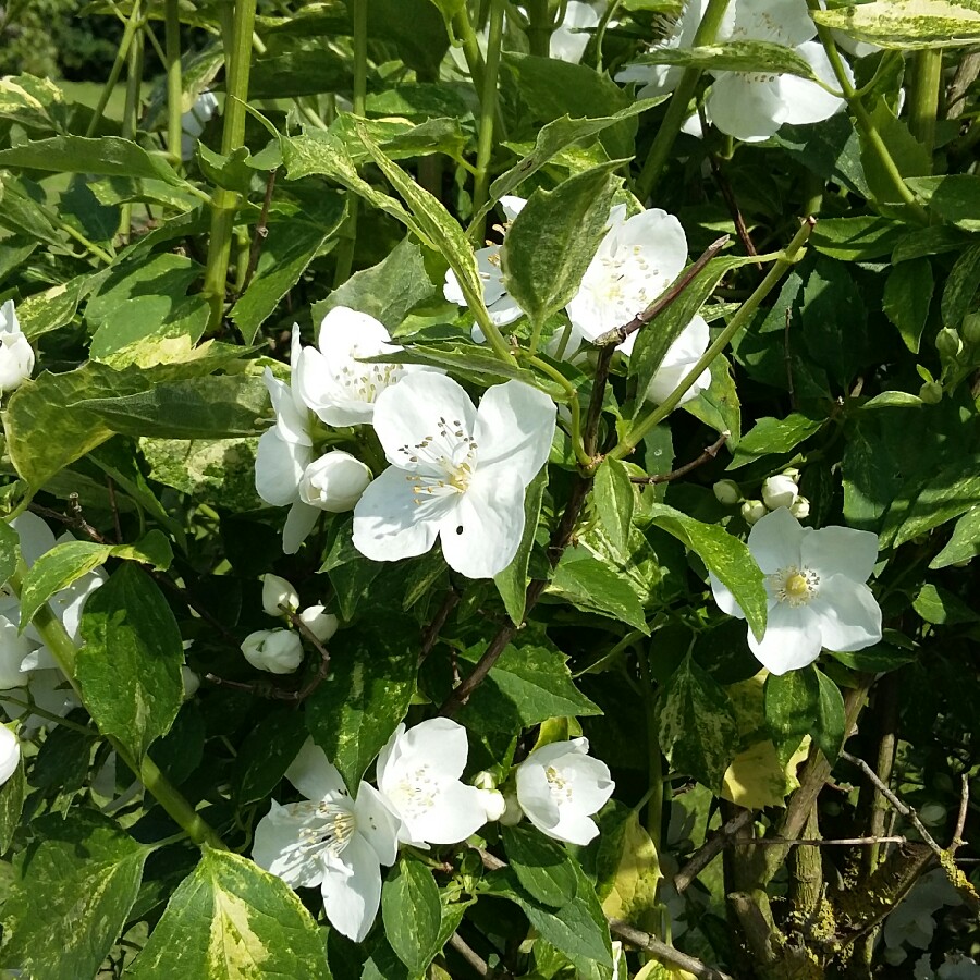 Variegated Mock Orange