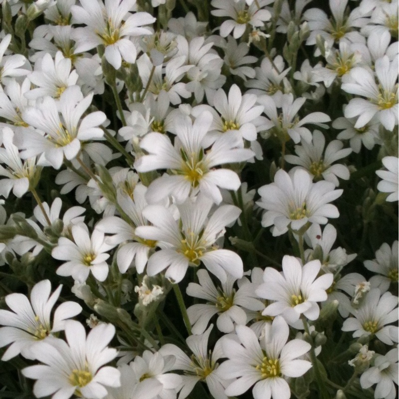 Plant image Cerastium tomentosum