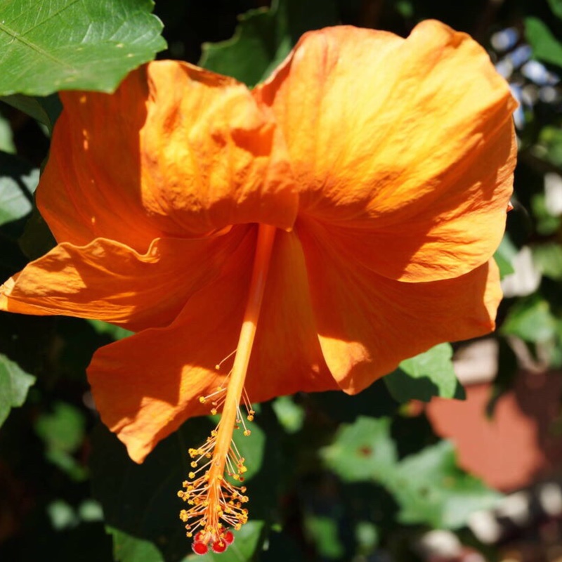 Plant image Hibiscus Fiori Grande